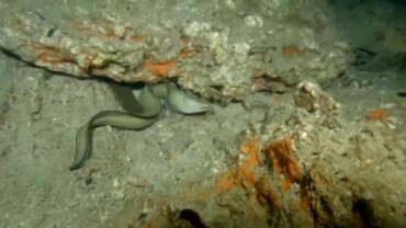 Free Swimming Eel