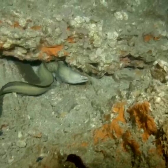Free Swimming Eel